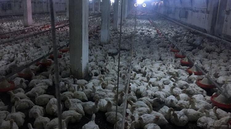 Tavuk çiftliğinde yangın! 17 bin tavuk telef oldu Tavuk çiftliğinde yangın! 17 bin tavuk telef oldu