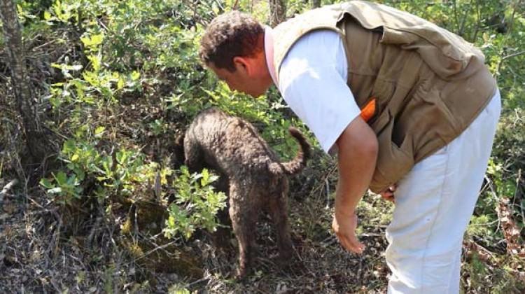 Kilosu 2 bin TL! Özel köpeklerle arıyorlar Kilosu 2 bin TL! Özel köpeklerle arıyorlar