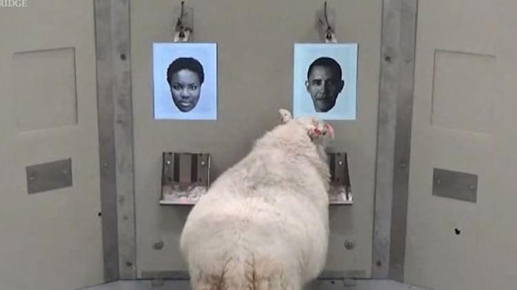 Sandığınızdan daha zekiler! Koyunlar tarih yazdı