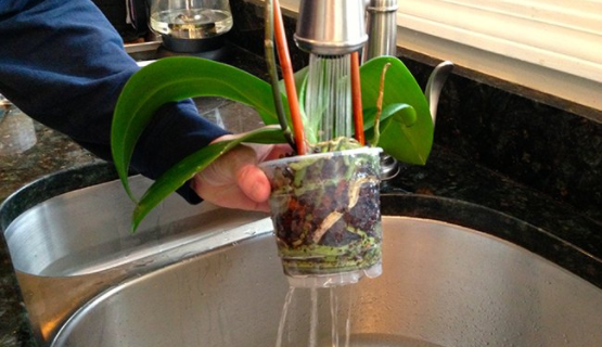orkide nasıl sulanır