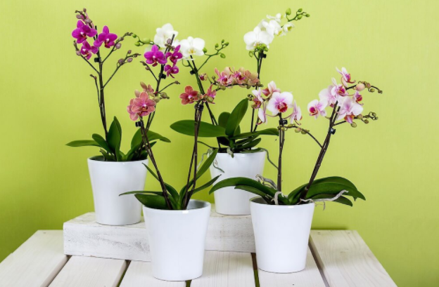 orkide bakımı nasıl yapılır