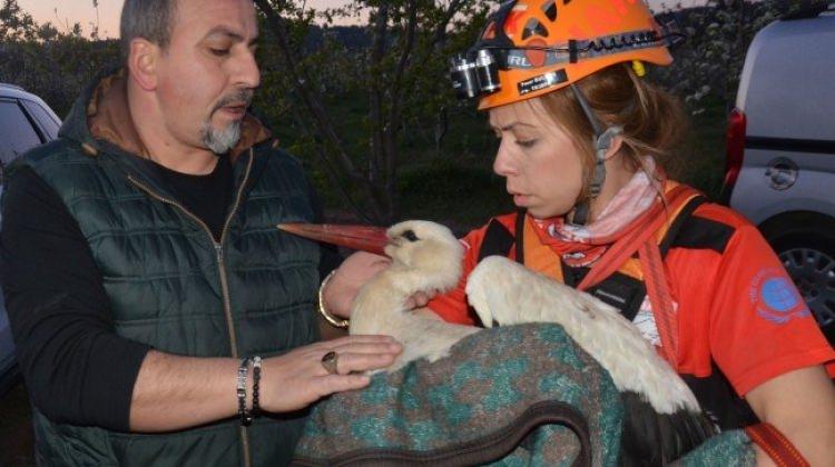 Genç kadın yaralı leylek için 5 saat uğraştı Genç kadın yaralı leylek için 5 saat uğraştı